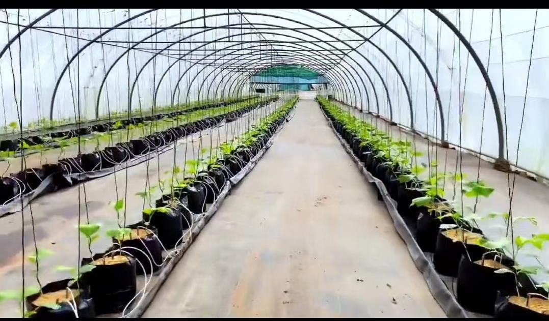 日本夫妇种植有机蔬菜,日本乡村两夫妻种菜