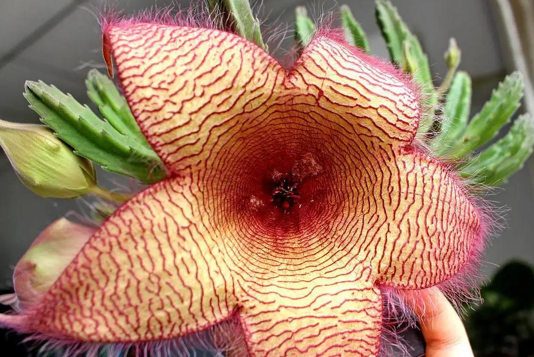 6种“霸王花”，开出来比脸盘大，许多人连见都没见过