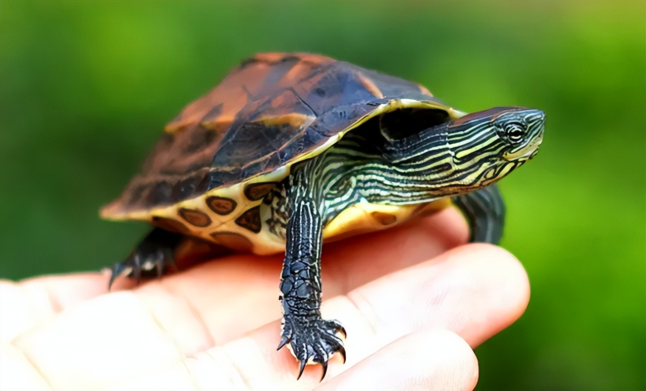 冬天新手养龟的最佳方法,新手养龟需要恒温器吗