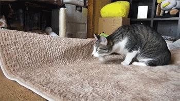 新手养猫选择哪种猫平价,买猫推荐不怎么掉毛