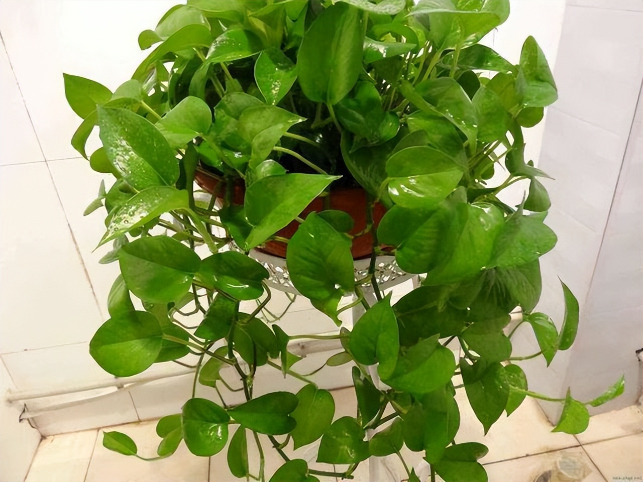 绿萝怎么叶子越养越发黄呢,为什么绿萝越养叶子越小