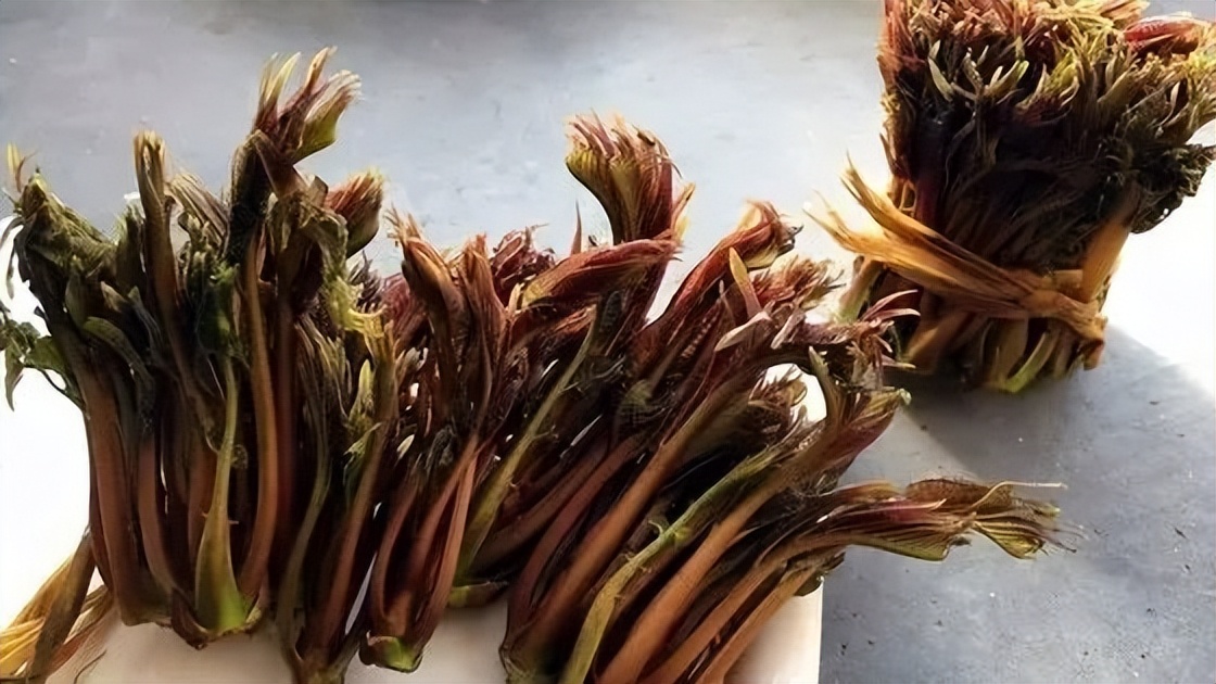 浙江人常吃的蔬菜有哪些,幼儿园常吃的蔬菜有哪些