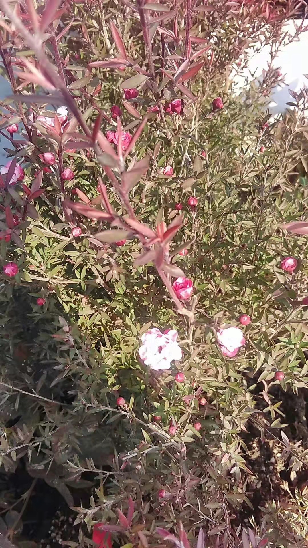 松红梅与松针梅区别,跟松红梅很像的花有什么