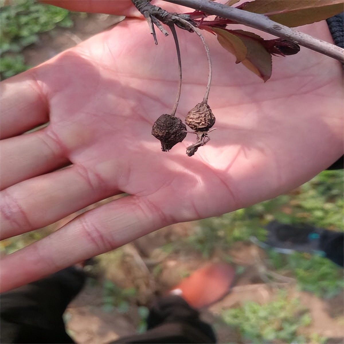 红宝石海棠春节开花吗,红宝石海棠是四季开花吗