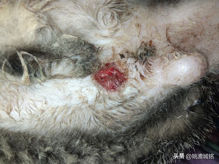 猫的肛门腺怎样治疗,猫的肛门治疗