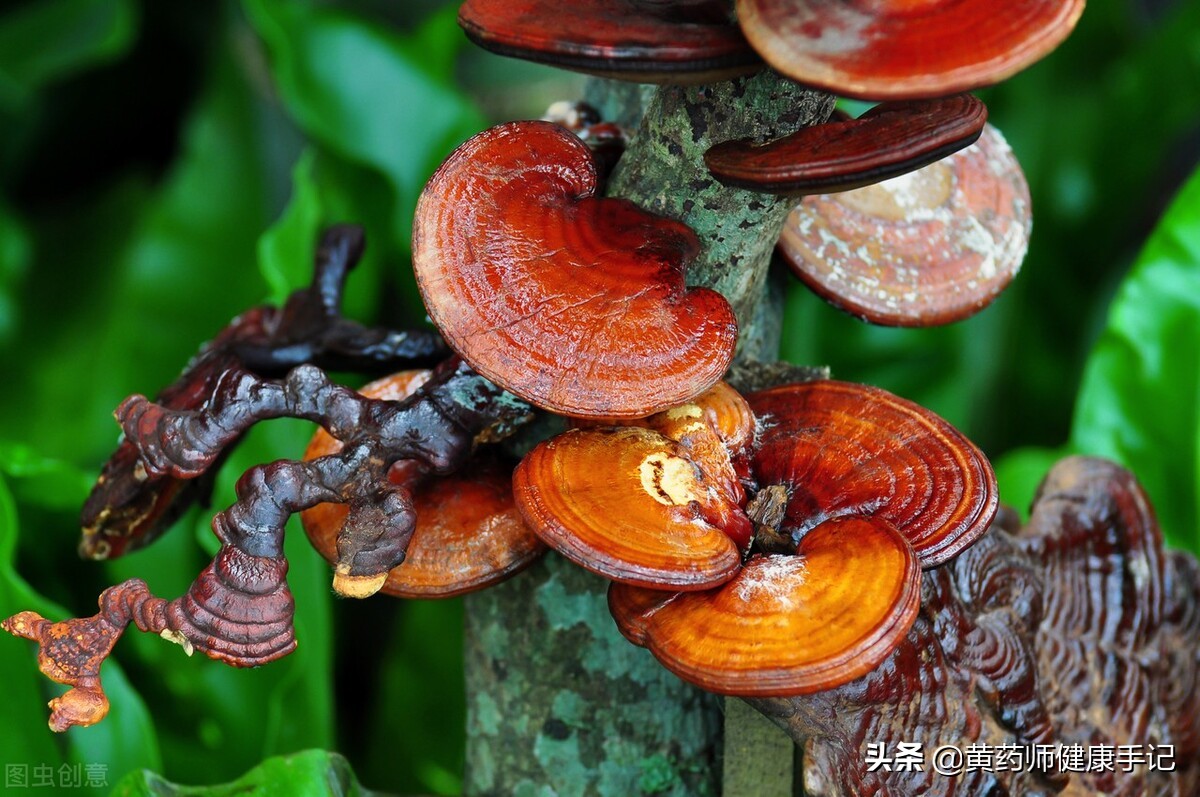 冬虫夏草西洋参吃法,虫草西洋参的最佳吃法