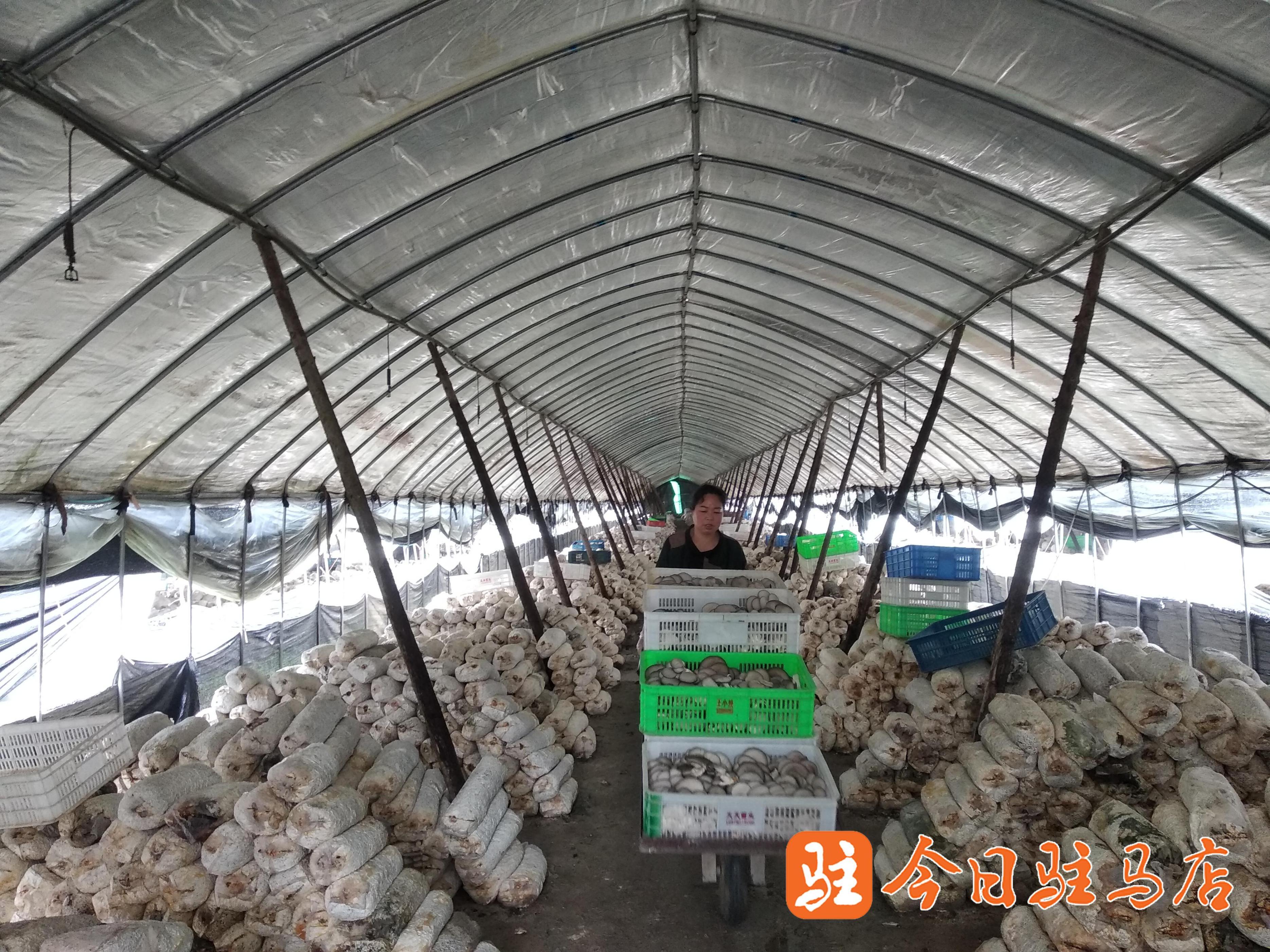 正阳县：小平菇撑起乡村振兴“致富伞”