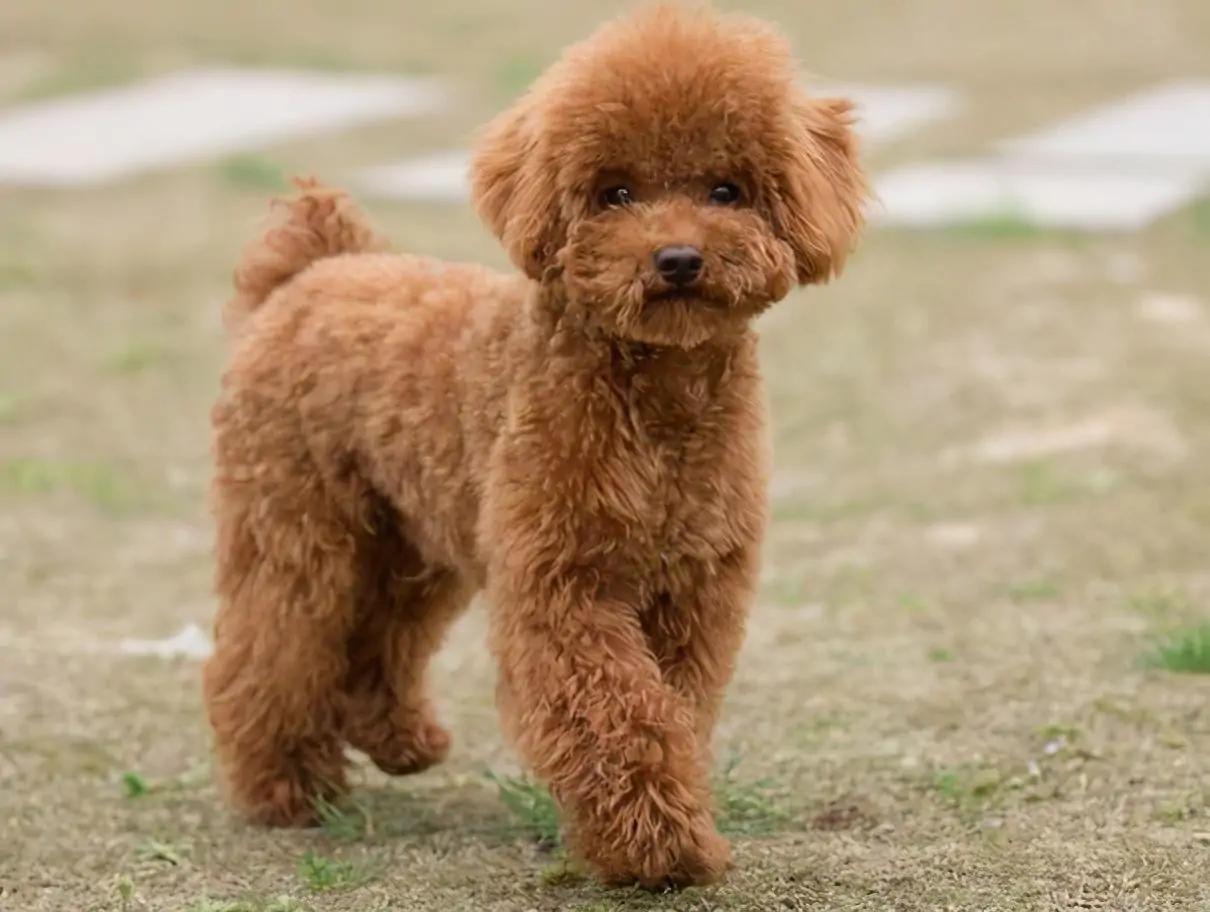 泰迪犬太胖怎么减肥,泰迪太胖了吃什么狗粮