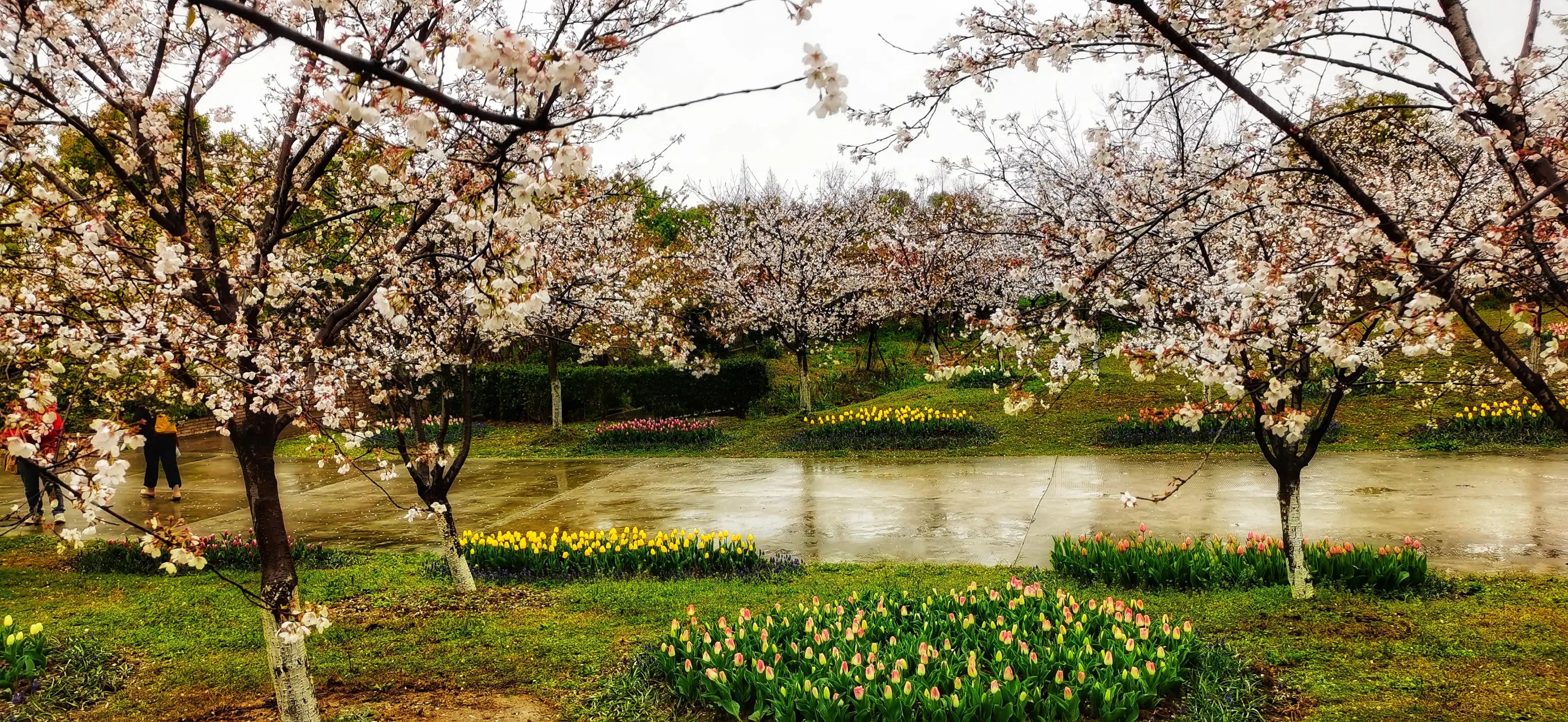湖北宜昌花海赏花,枝江同心花海四月有什么花
