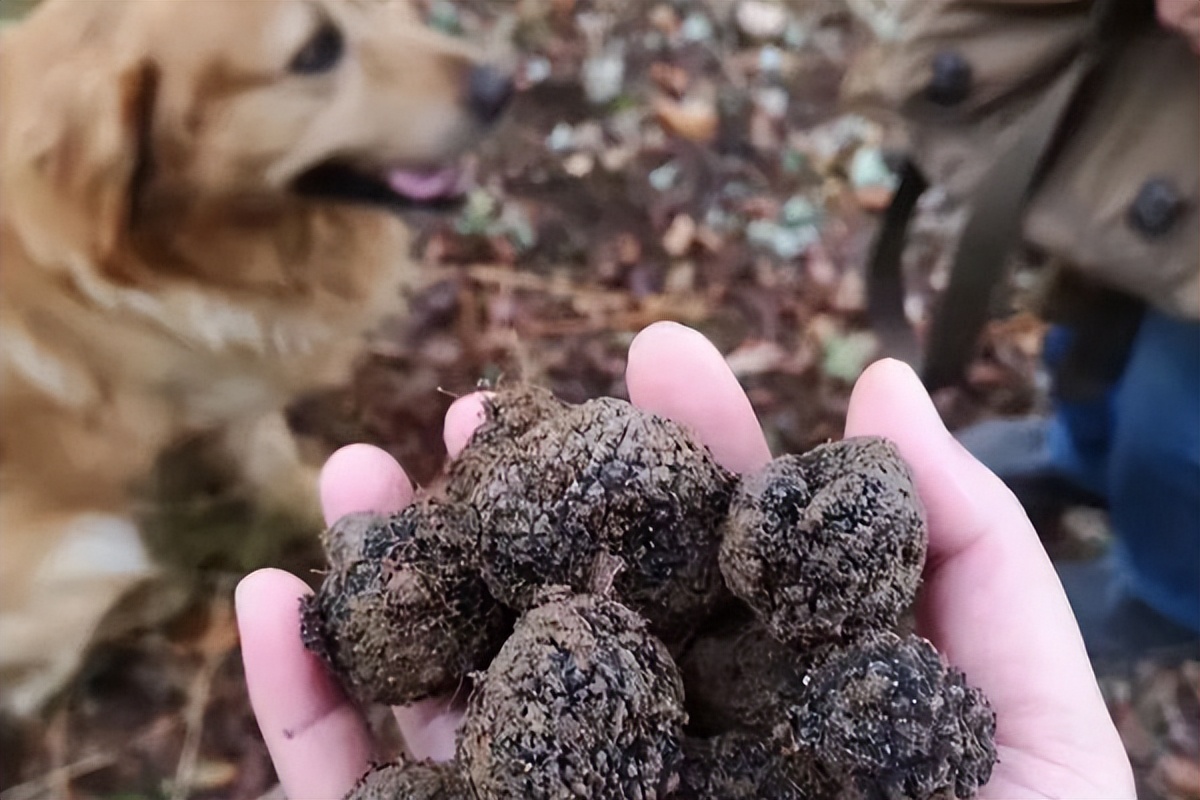 1块黑松露多少钱,黑松露白菜价
