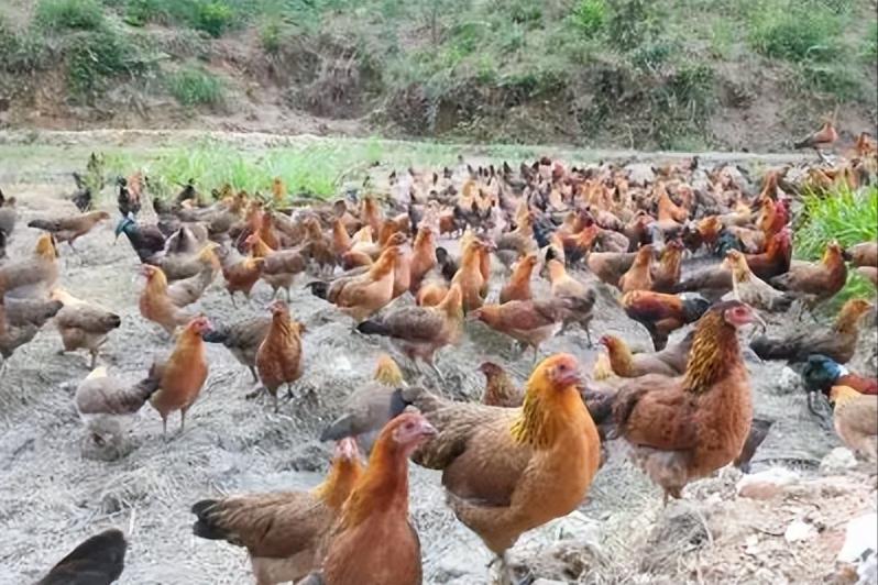 绿壳蛋鸡的养殖全过程,绿壳蛋鸡的正确养殖方法