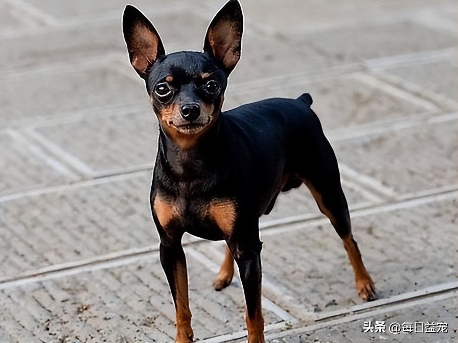 适合女生养还会保护你的小型犬,适合新手养不爱叫又聪明的小型犬