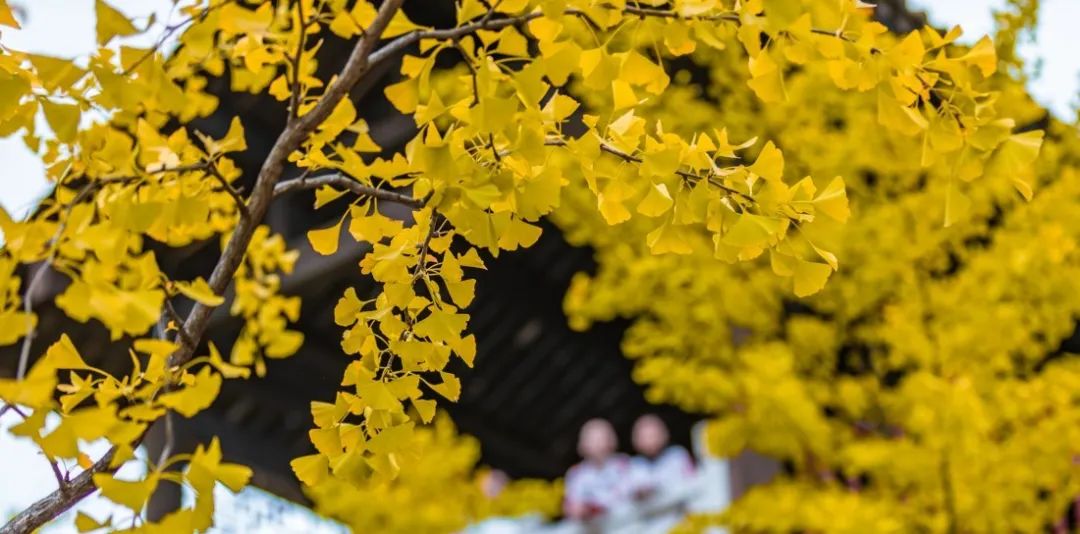 秋季限定|昆明九所学校，送你诗意校园里的一抹金