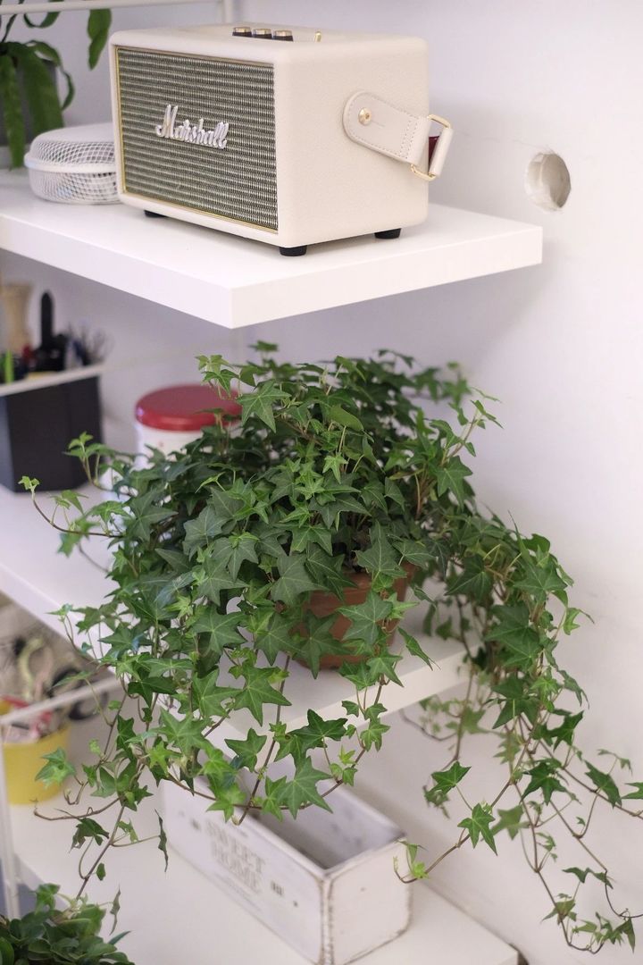 手残党也能养活的10种绿植,十种大家都在养易存活绿植