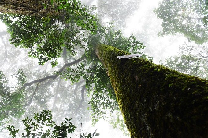因为娇气和“作死”......它把自己活成了“植物界的大熊猫”