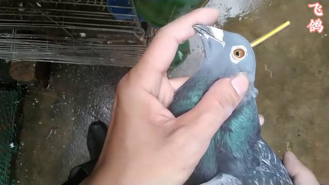 跃龙老国血信鸽冠军种鸽图片,国血吴淞跃龙信鸽