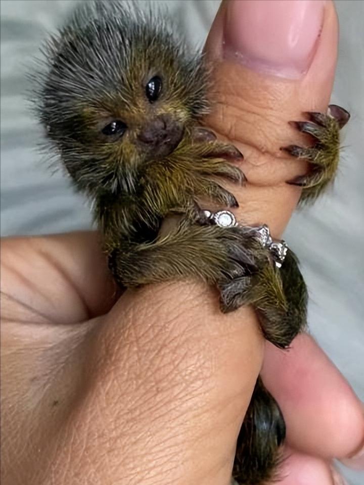 男人在路边意外捡到一只野猴子,男子捡到一只猴子带回家