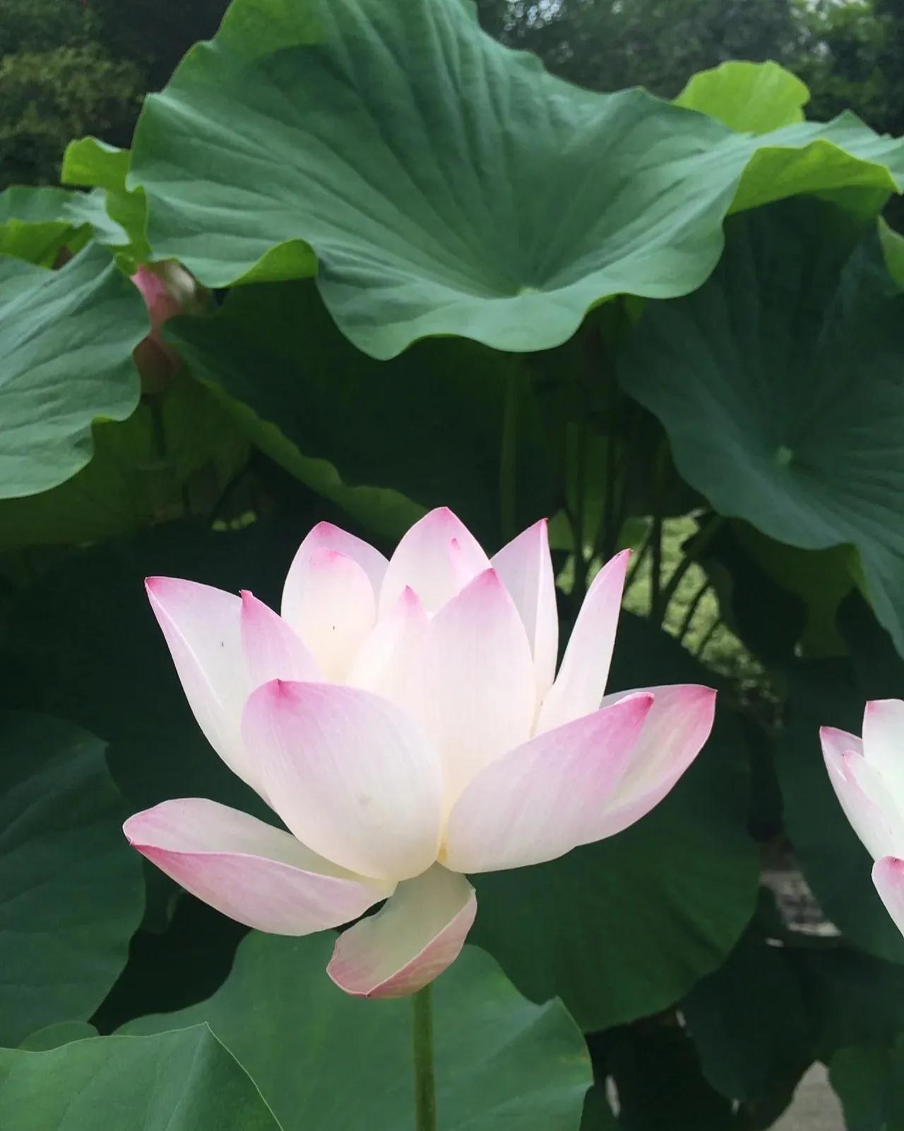 无穷莲叶，精彩纷呈