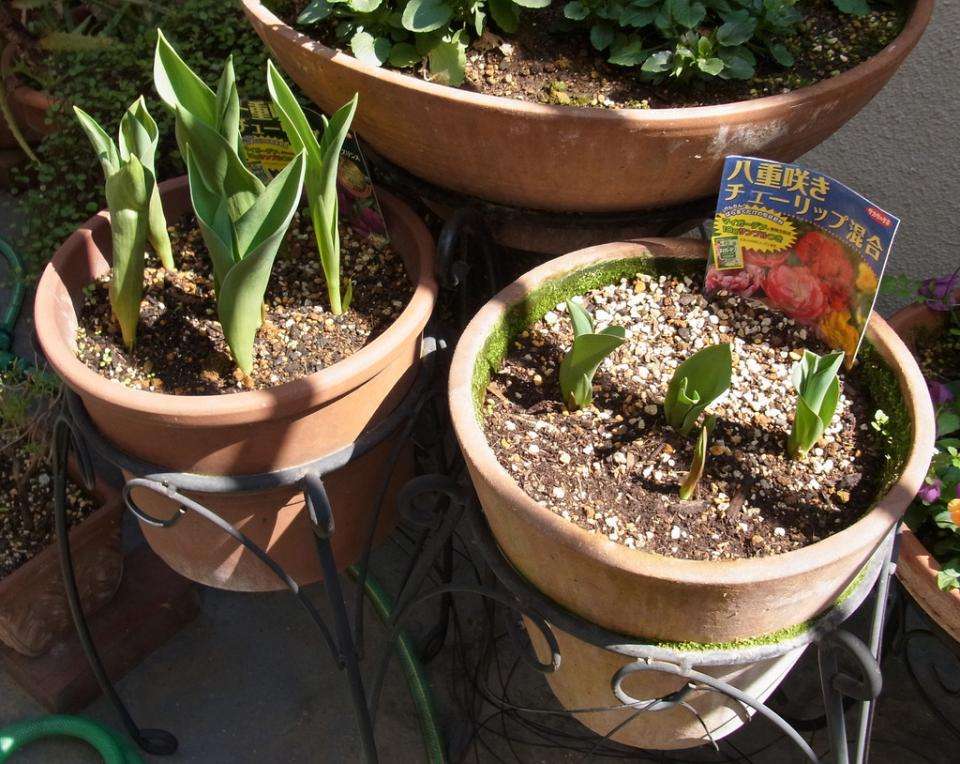 这3种花漂亮又好养1年能开300多天,5种花超好养漂亮上档次