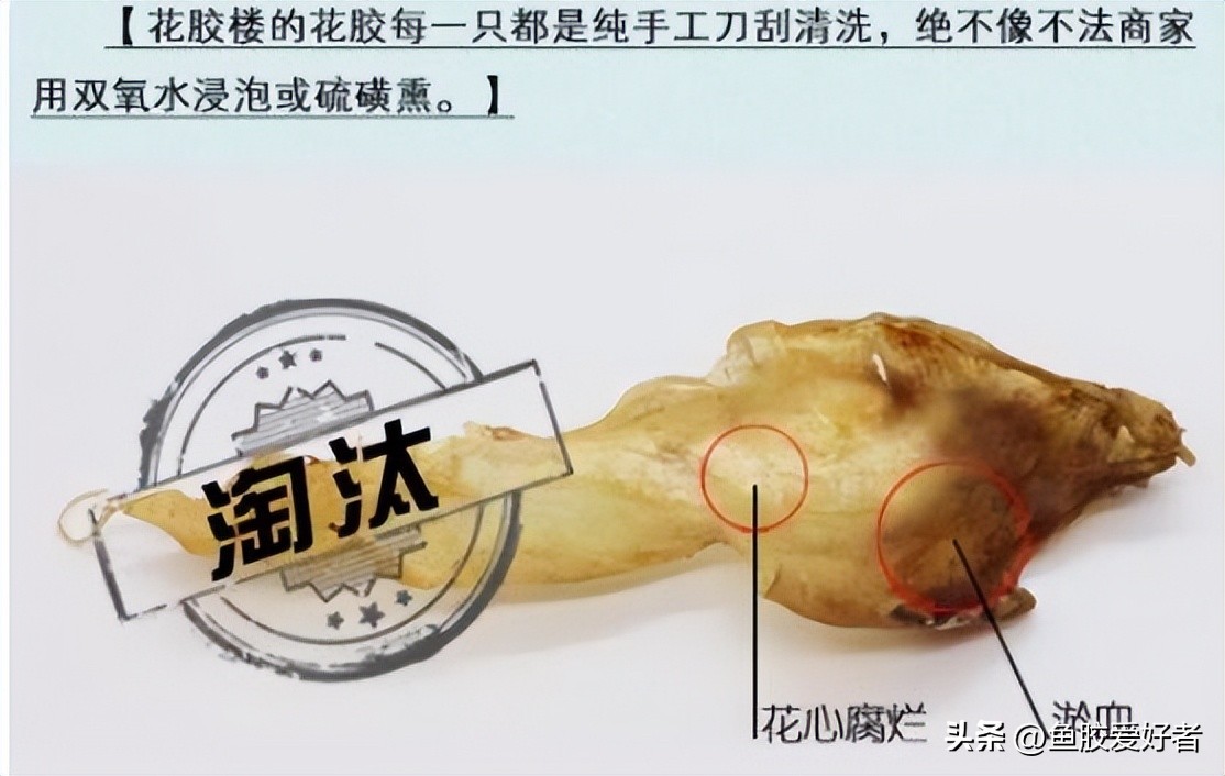 干鱼胶怎么保存不会长虫子,鱼胶小白入门