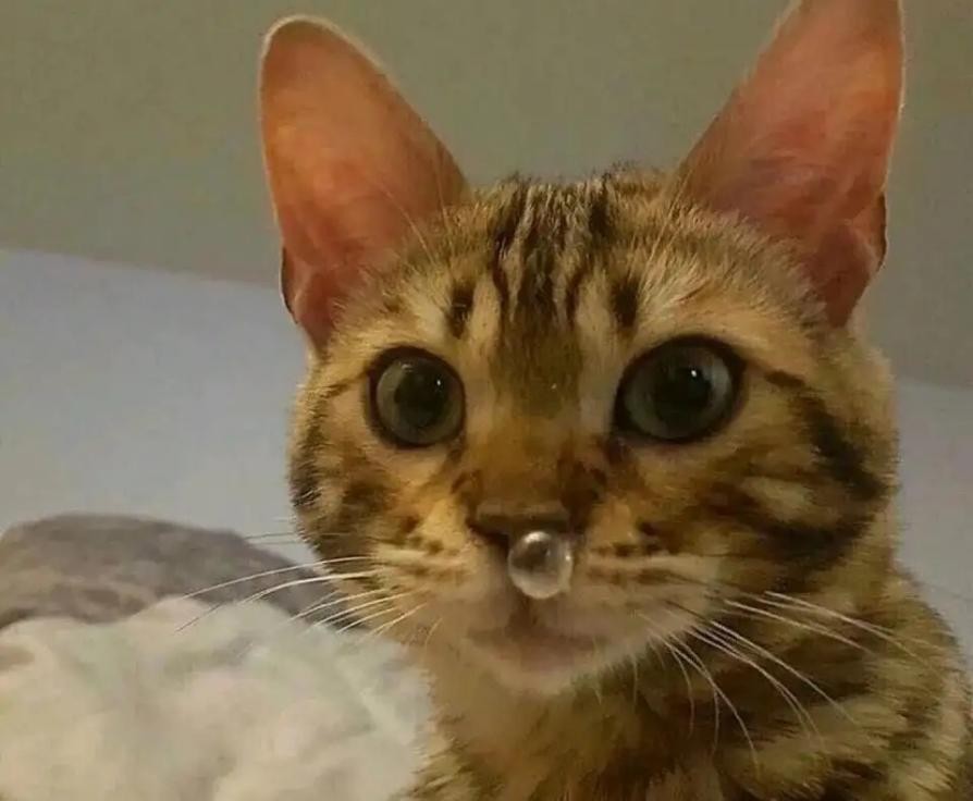 猫咪突然粘人张嘴喘气,猫咪像狗一样张嘴喘气是什么问题