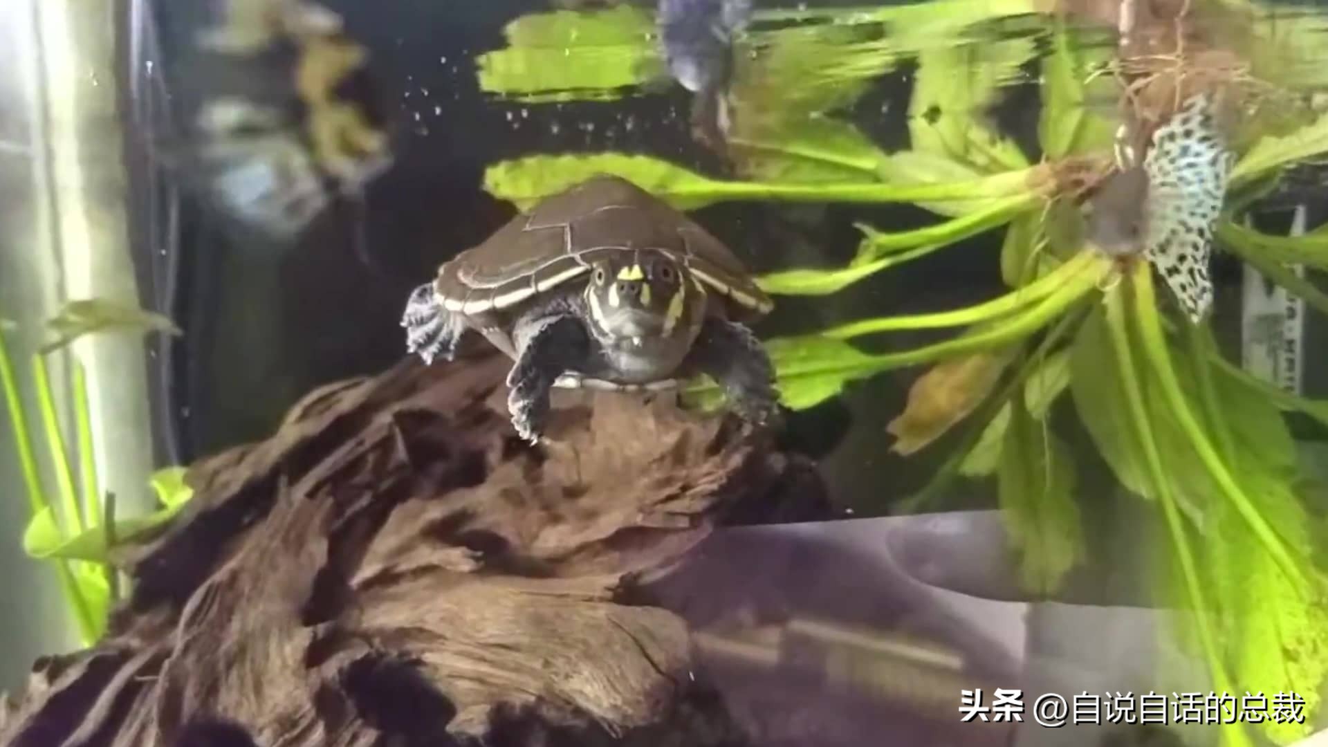 龟蛇大战巨龟视频,罕见别致的龟蛇大战