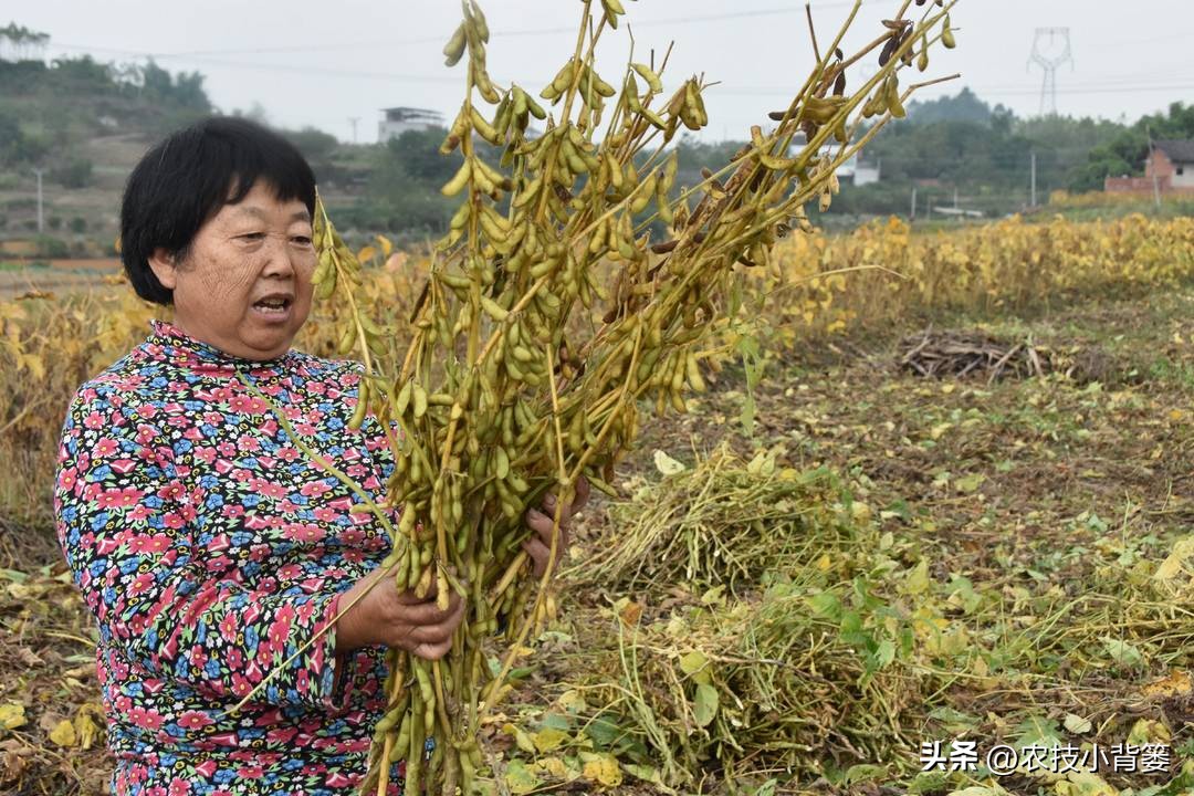种大豆施什么化肥大豆能高产,大豆高产打什么药水大豆饱满