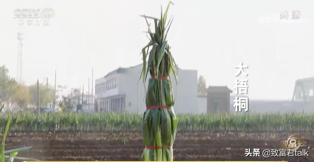 他种的大葱，比姚明高一头