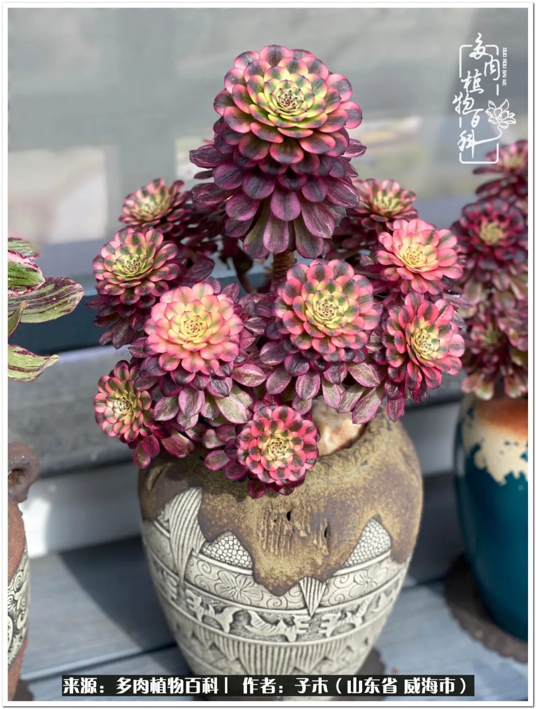 法师多肉成长史,法师多肉新手教程