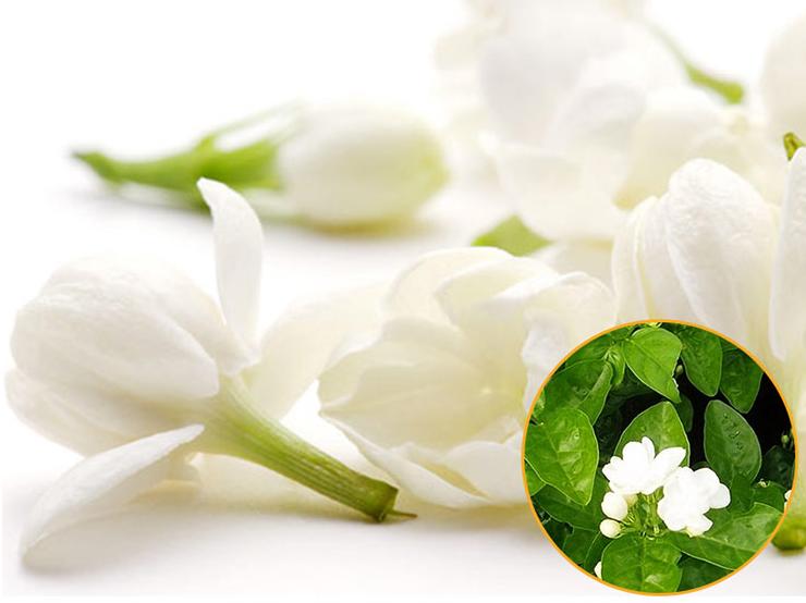 福州茉莉花茶七步制茶工艺,顶级茉莉花茶制作