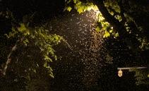 白蚁应该如何消除,白蚁高发期如何治理白蚁