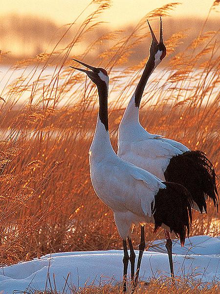 丹顶鹤女孩的故事,丹顶鹤是国鸟吗