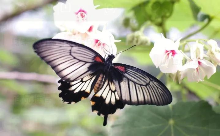 昆虫记研究过程的句子,昆虫记对万物的赞美句子