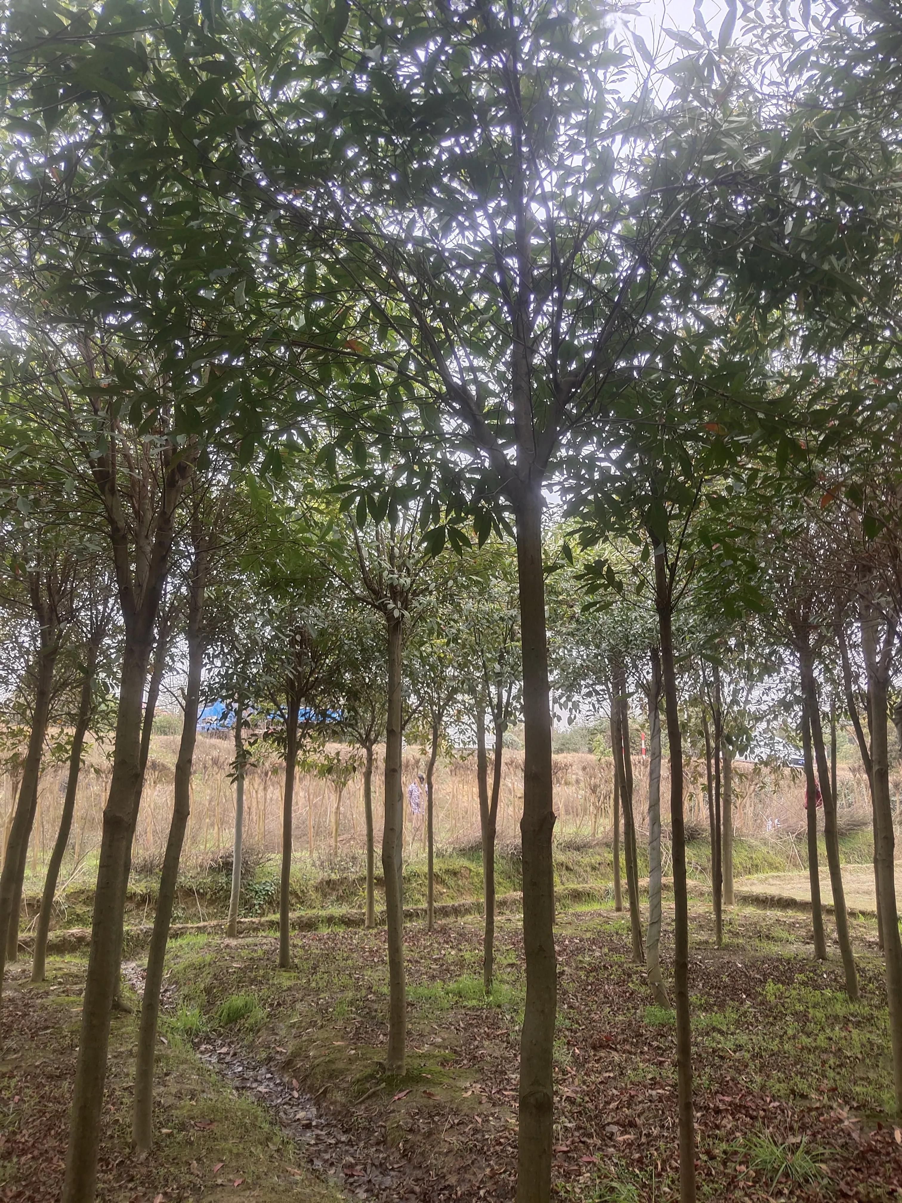 全国乡村振兴九大经济树种,乡村振兴的植树造林成果