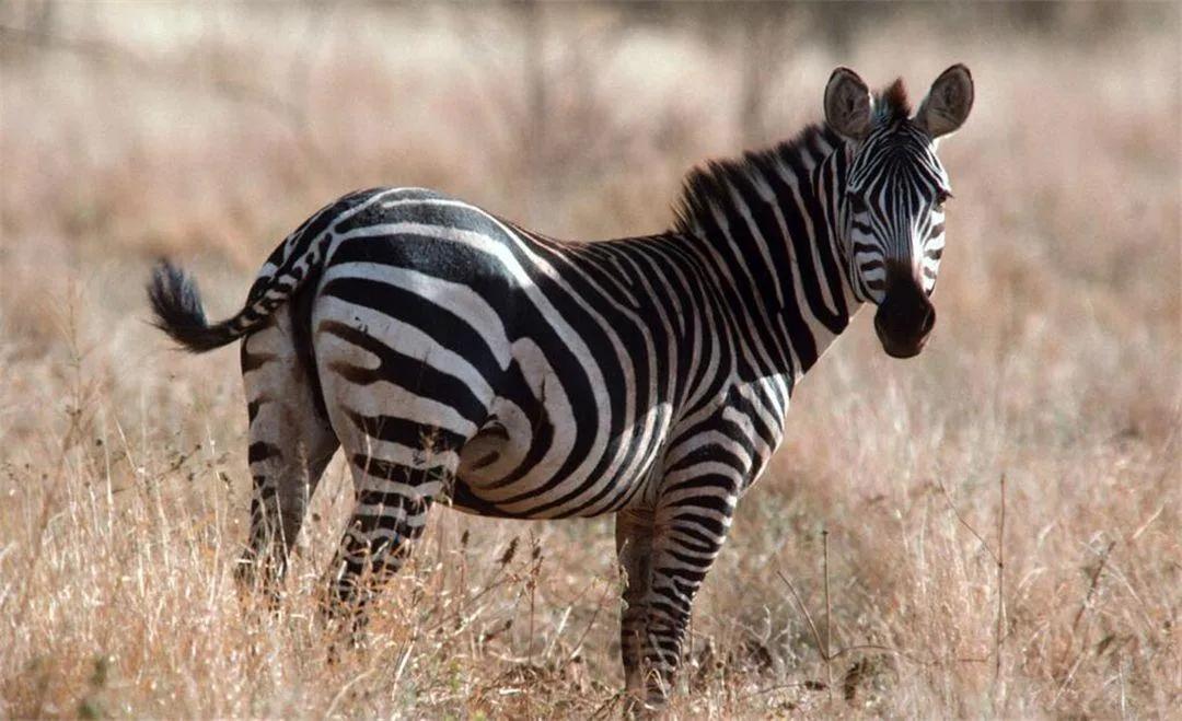 斑马的条纹果然不是白长的,斑马为什么身上长黑白条纹