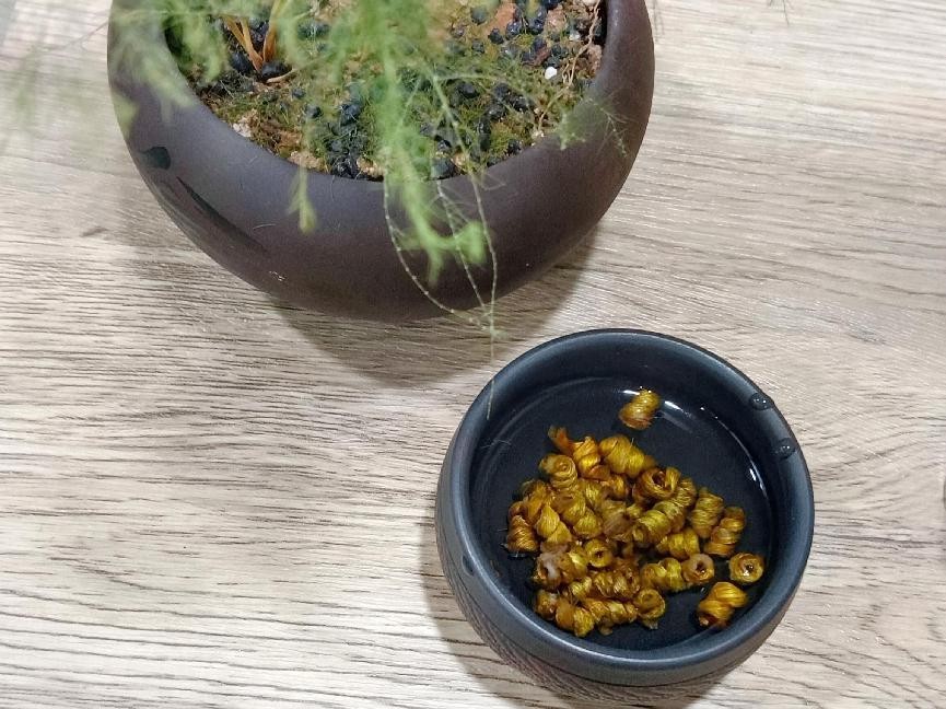 石斛哪个品牌最好,哪个牌子的石斛最好