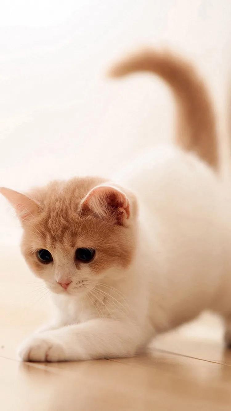 可爱的小猫优秀作品欣赏（二）