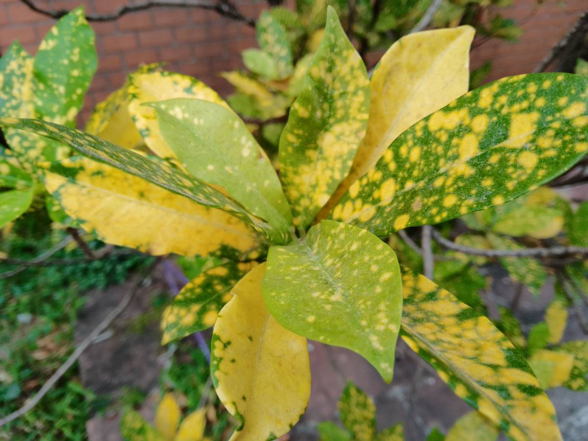 诺基亚c31测评,诺基亚c31屏幕耐摔吗