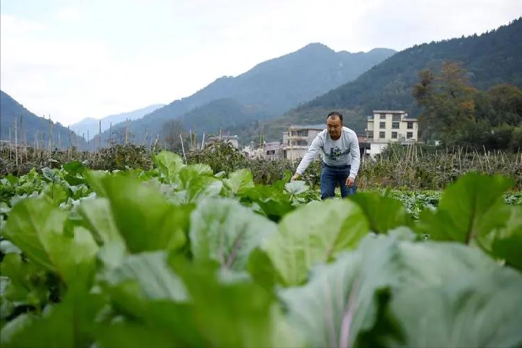 一户一块田补贴费用怎么分配,一户一田收回吗