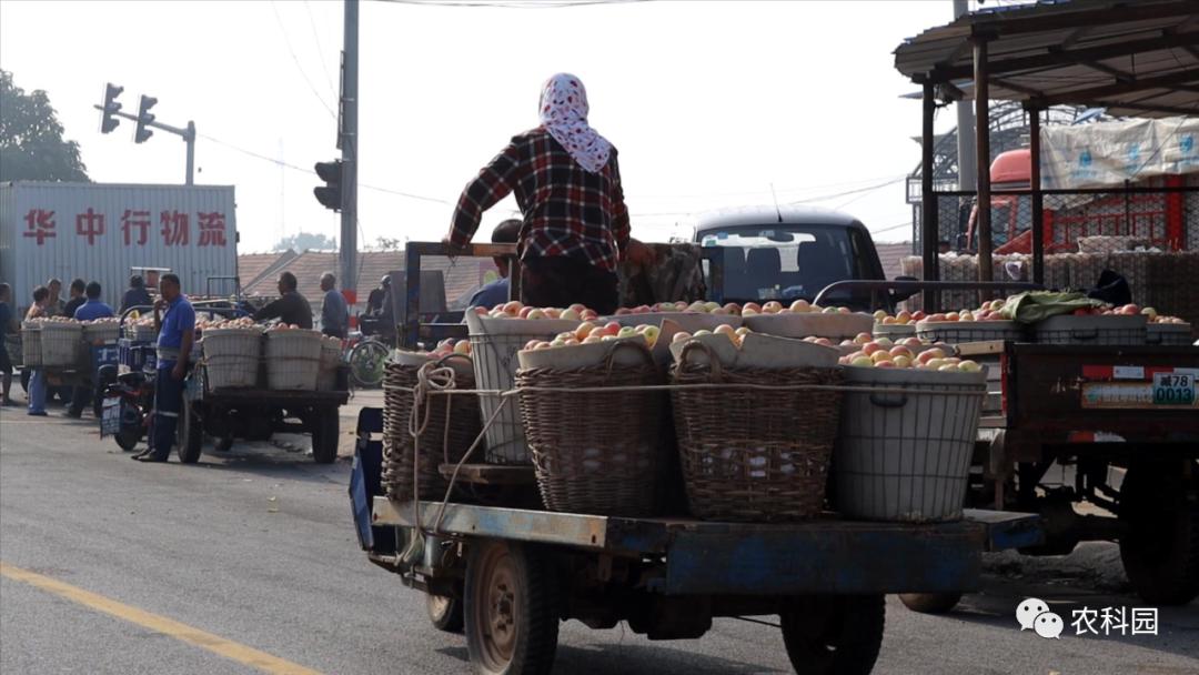 红将军苹果价格,红元帅苹果今日价格