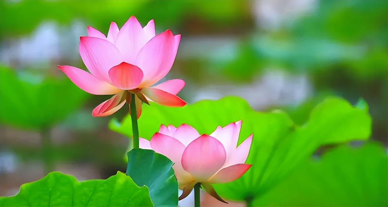 夏日荷花的唯美句子,荷花的唯美意境句子