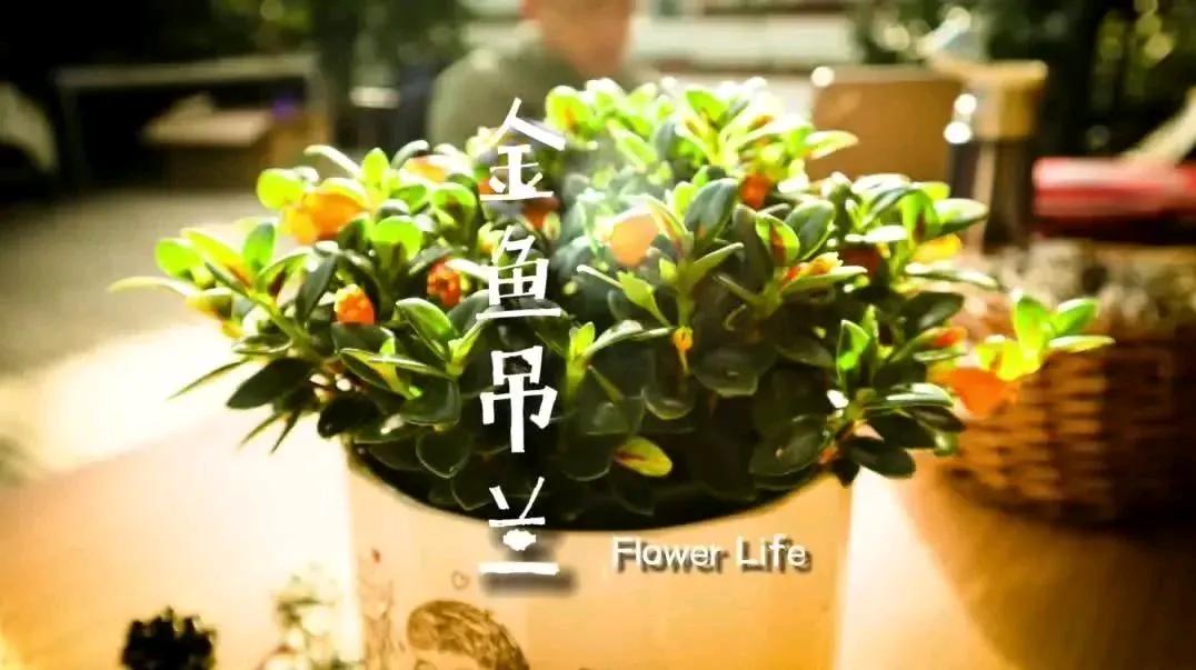 金鱼吊兰好看吗,金鱼吊兰怎么养护