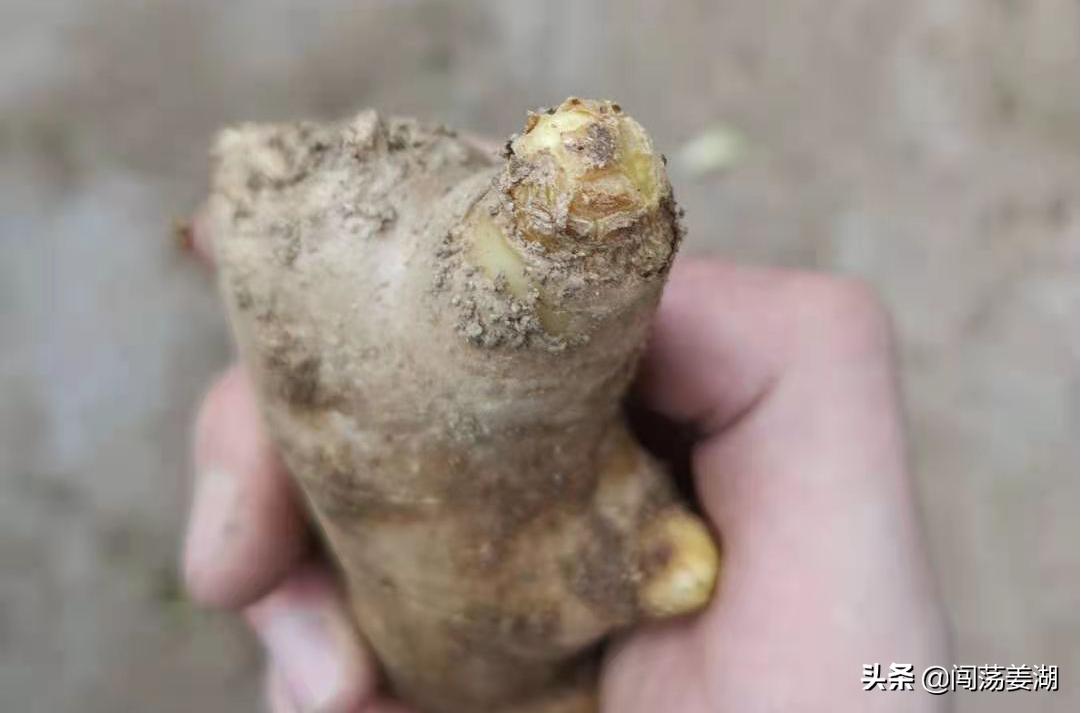 生姜播种越早产量越高这是真的吗,生姜几月份播种最佳时机