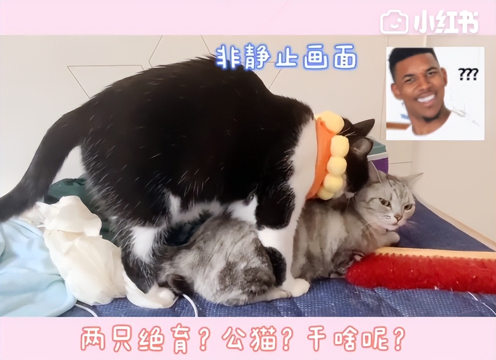 70万网友在线围观我家猫猫“搞黄色”：越看越上头，越看越变态