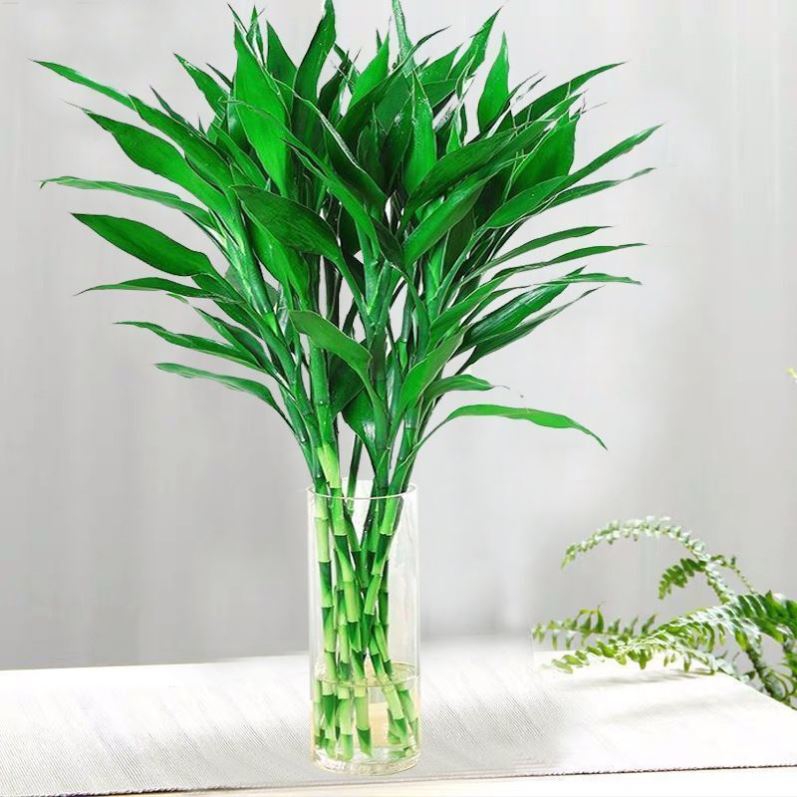 十大最旺办公室的小型绿植,40款超治愈的家居绿植