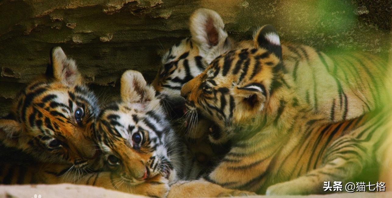 必看十部神级历史纪录片,17部超神级纪录片