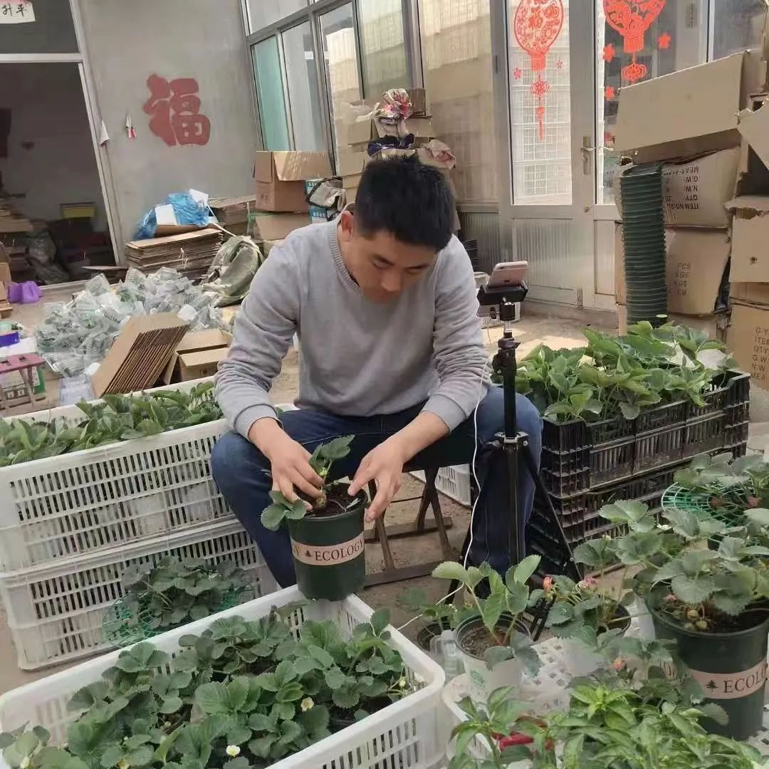 阳台农业产业链,阳台农业最新消息