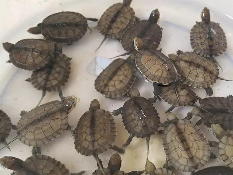 2023年龟市预测,2023年的龟市走向