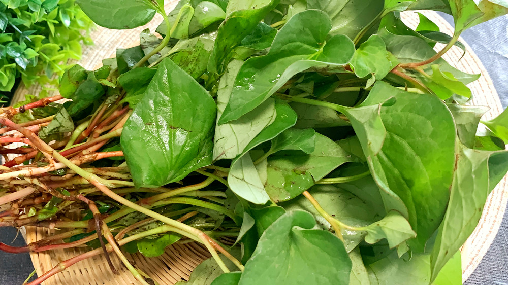 鱼腥草茶怎样做,鱼腥草茶怎么做