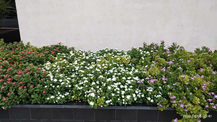 迪拜适合养什么植物,迪拜常见花草